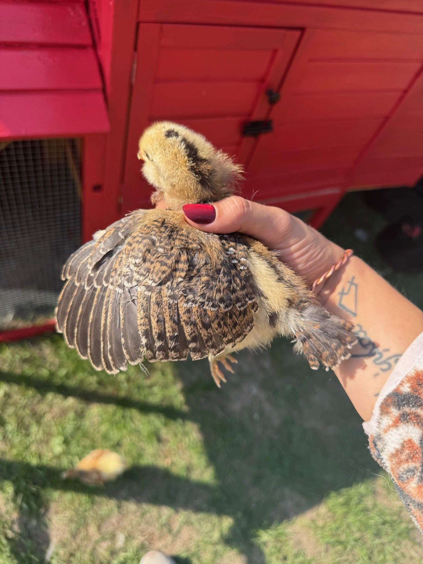 From Chicks to Characters: Raising Baby Chicks on the Farm