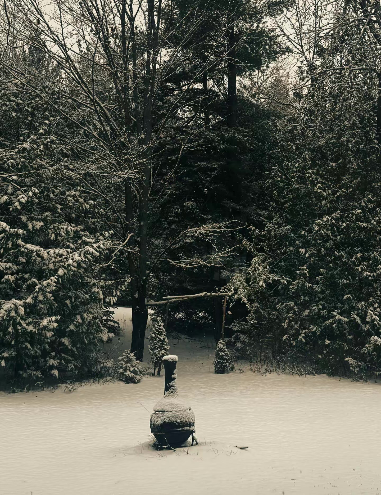 The Quiet Magic of the First Snowfall: Finding Peace in Stillness